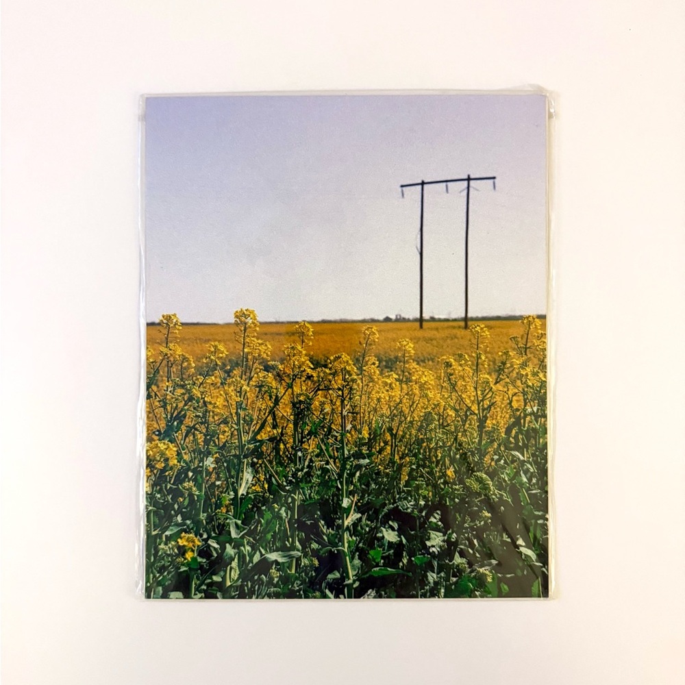 8x10 Canola Oil Field Print